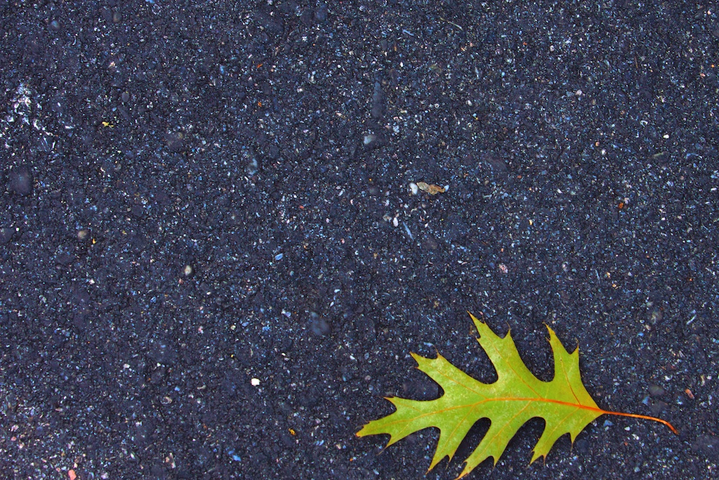 Hoja de carballo en el asfalto