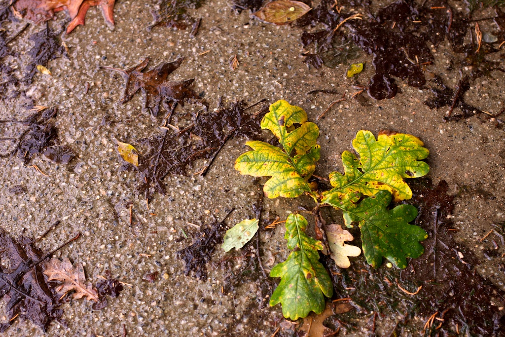 Hojas de carballo en el suelo