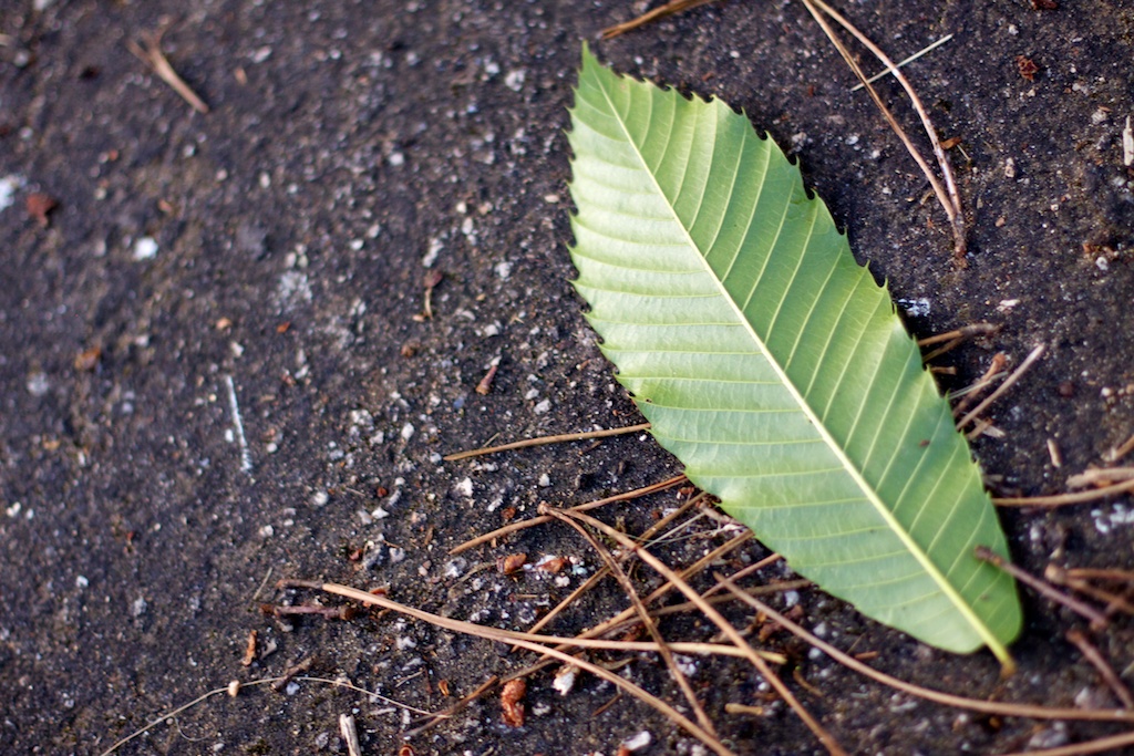 Hoja de castaño en el suelo