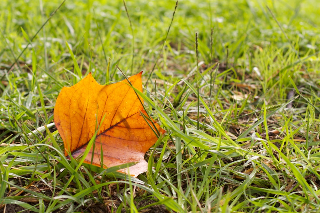 Hoja de liriodendron tulipifera en la hierba