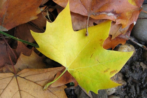 hoja de platano otono 2011 (1)