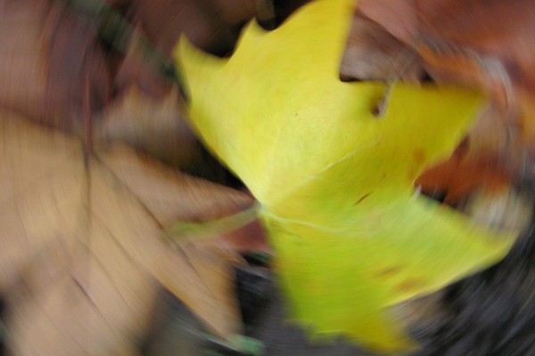 hoja de platano otono 2011 (2)