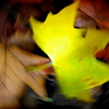 hoja de platano otono 2011 (3)