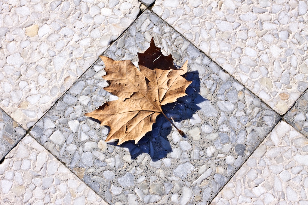 Hoja de plátano en el suelo