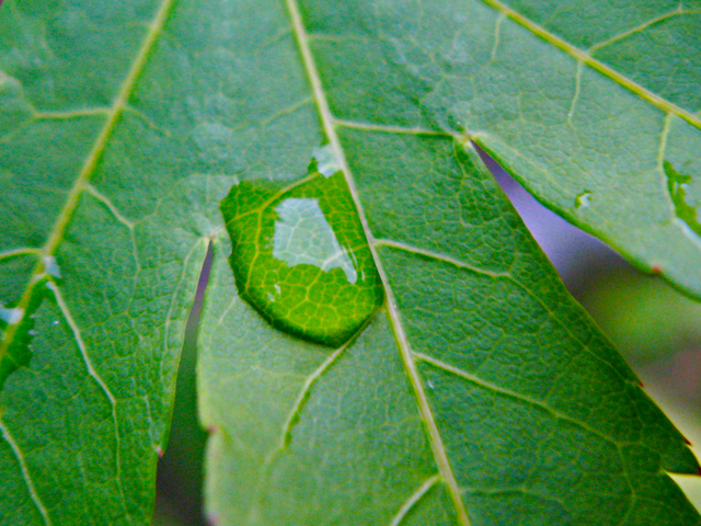 La hoja en la gota