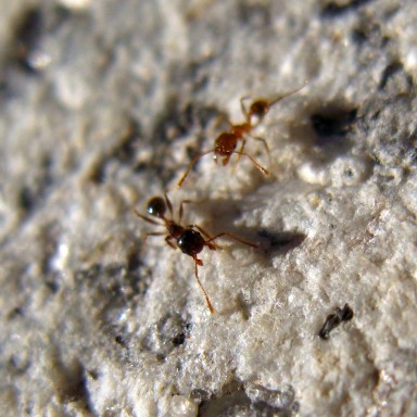 hormigas gallegas macro