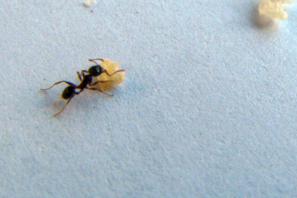 hormigas gallegas macro