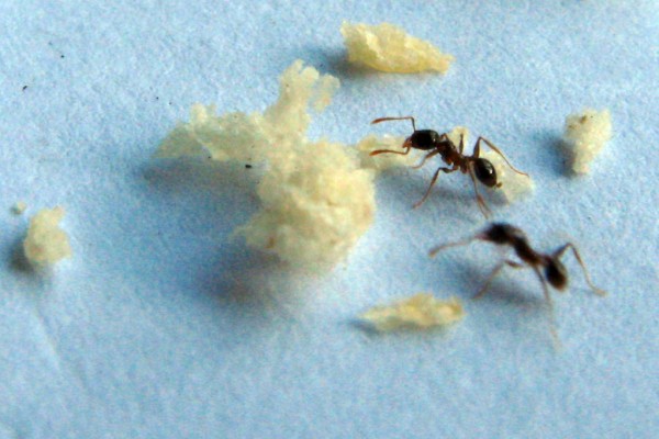 hormigas gallegas macro