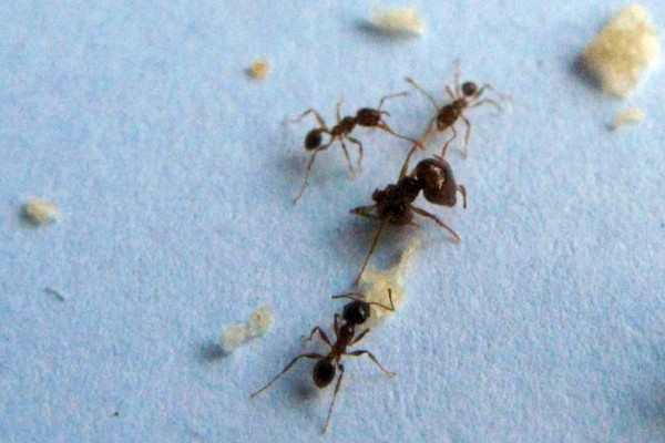 hormigas gallegas macro