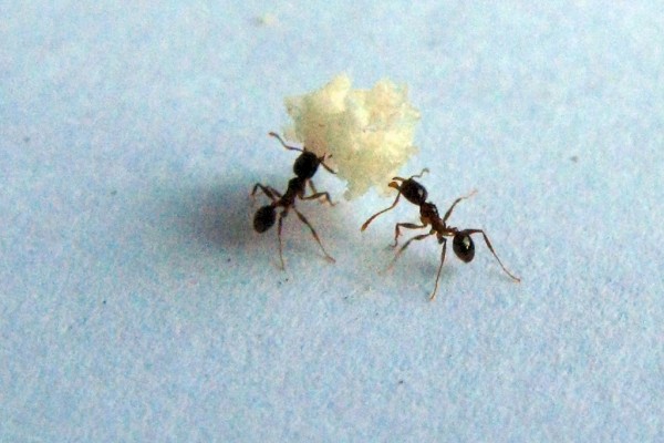 hormigas gallegas macro