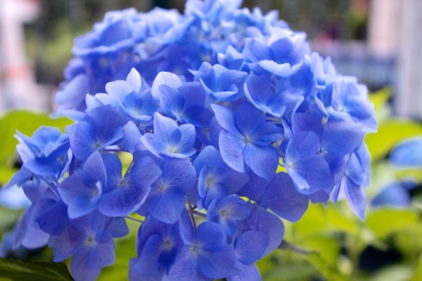 hortensia azul