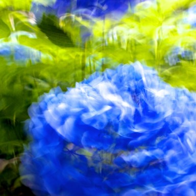 hortensia azul zooming 1