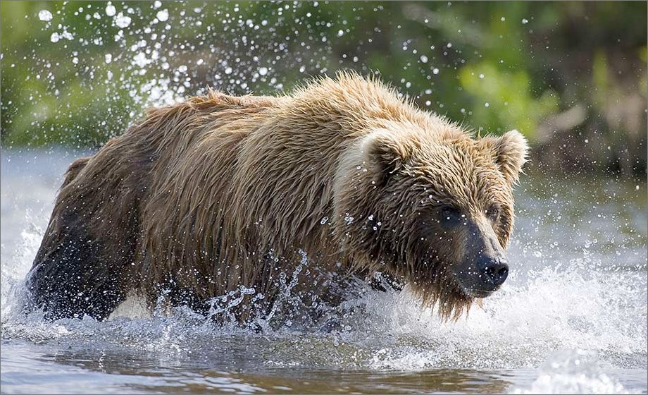 john hyde wild things photography bear john hyde wild things photography bear