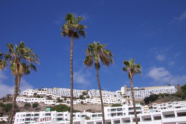 Palmeras y apartamentos