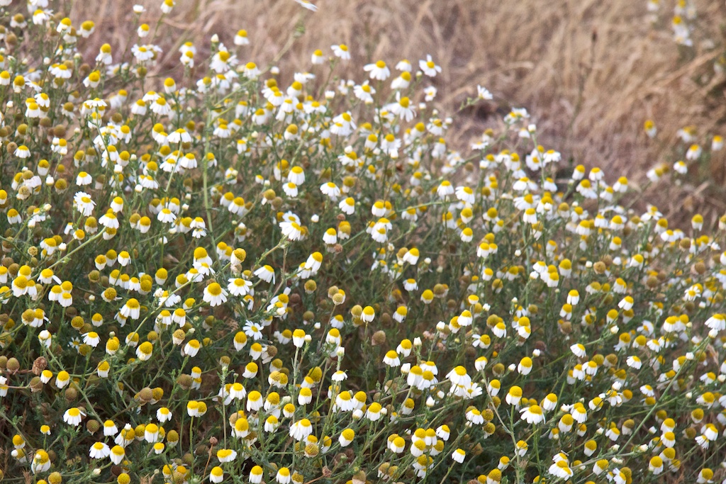 Las margaritas también duermen