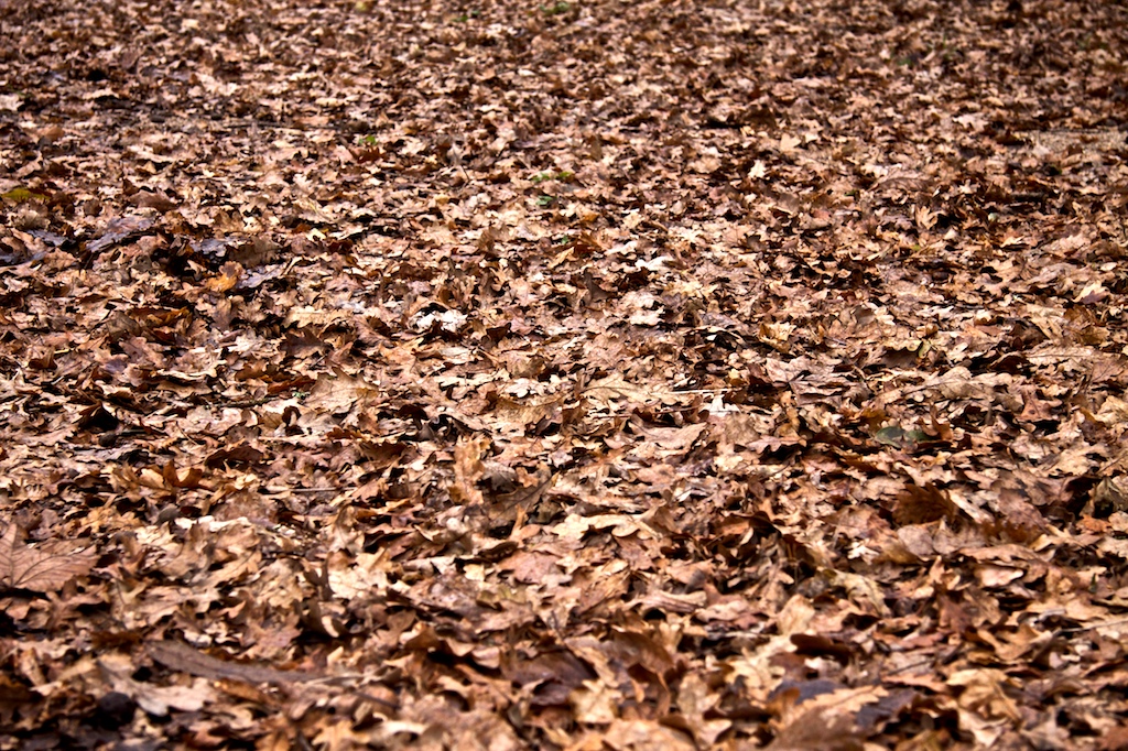 Lecho de hojas