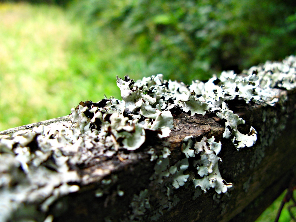 Líquenes en el sendero