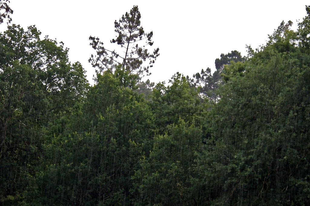 Lluvia en el bosque