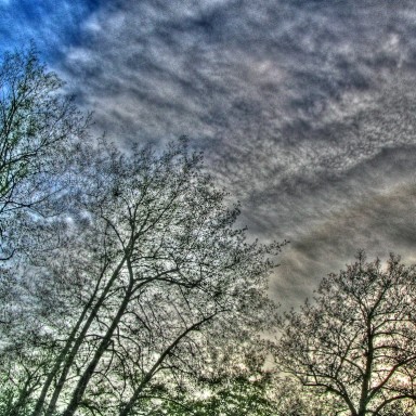 los arboles mas perezosos del invierno