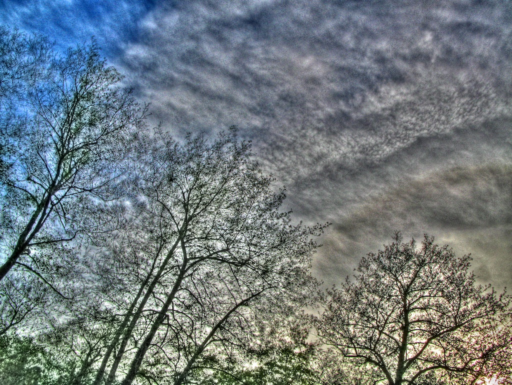 Los últimos árboles del invierno