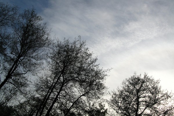 los arboles mas perezosos del invierno