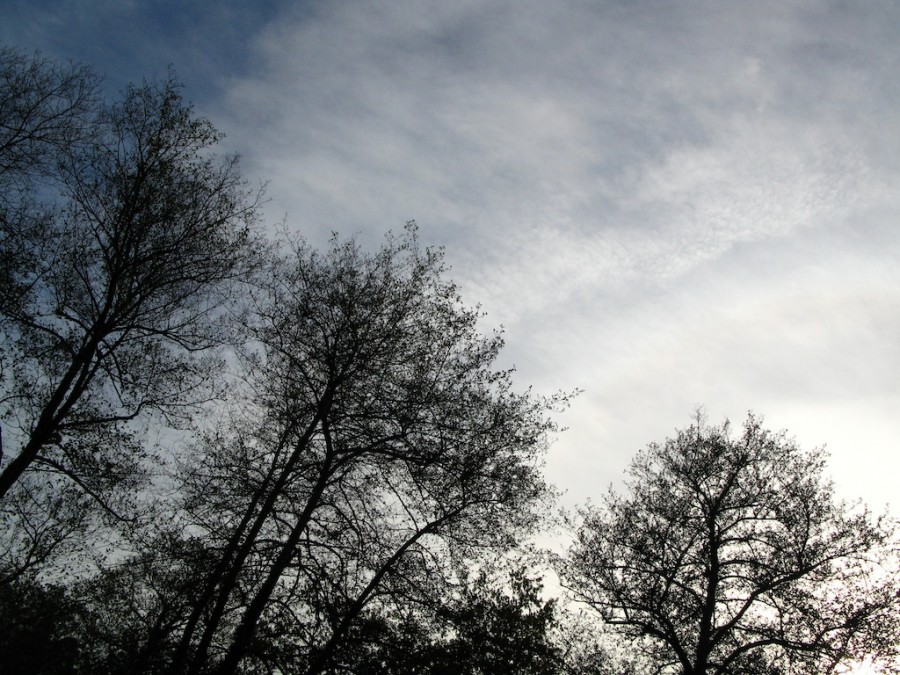 los arboles mas perezosos del invierno