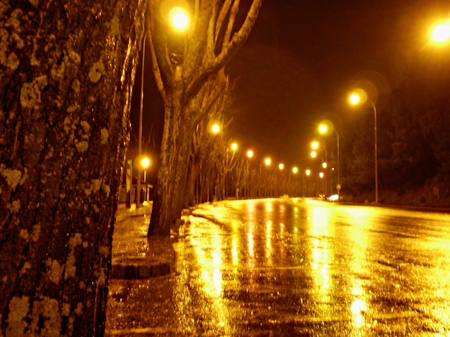 luminiscencia arbórea luminiscencia arbórea