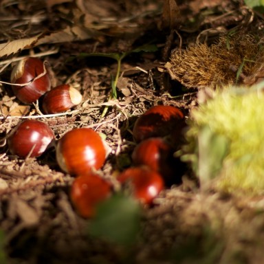 magosto angoares septembre 2011