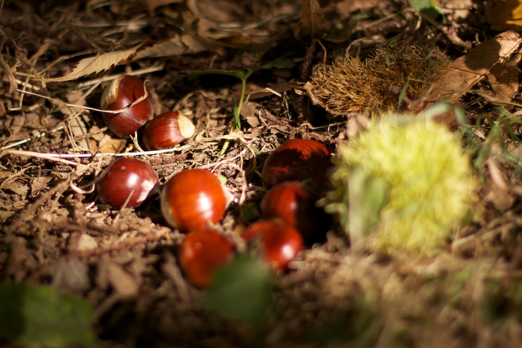 Un magosto improvisado