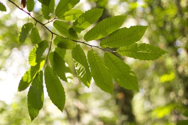 magosto angoares septembre 2011