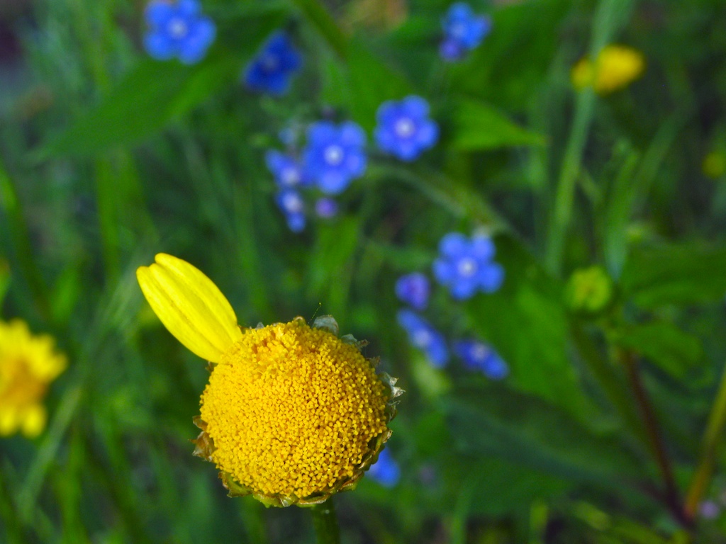 margarita deshojada me siento afortunado margarita deshojada me siento afortunado