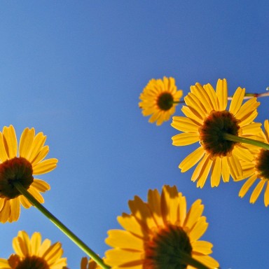 margaritas amarillas miran al cielo