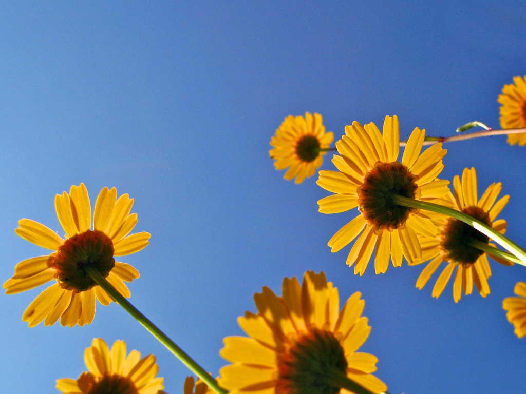 Las margaritas amarillas miran al cielo