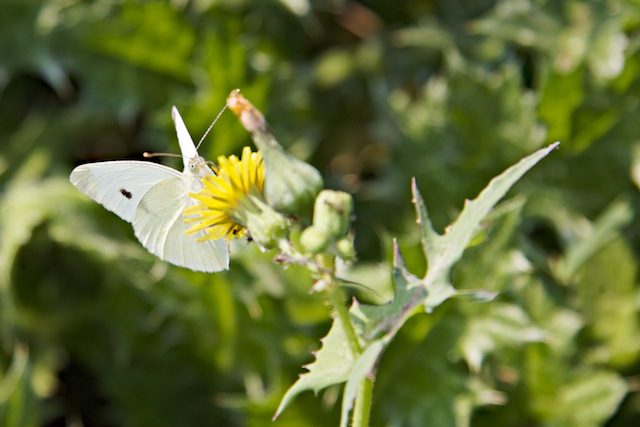 Perseguir mariposas en otoño