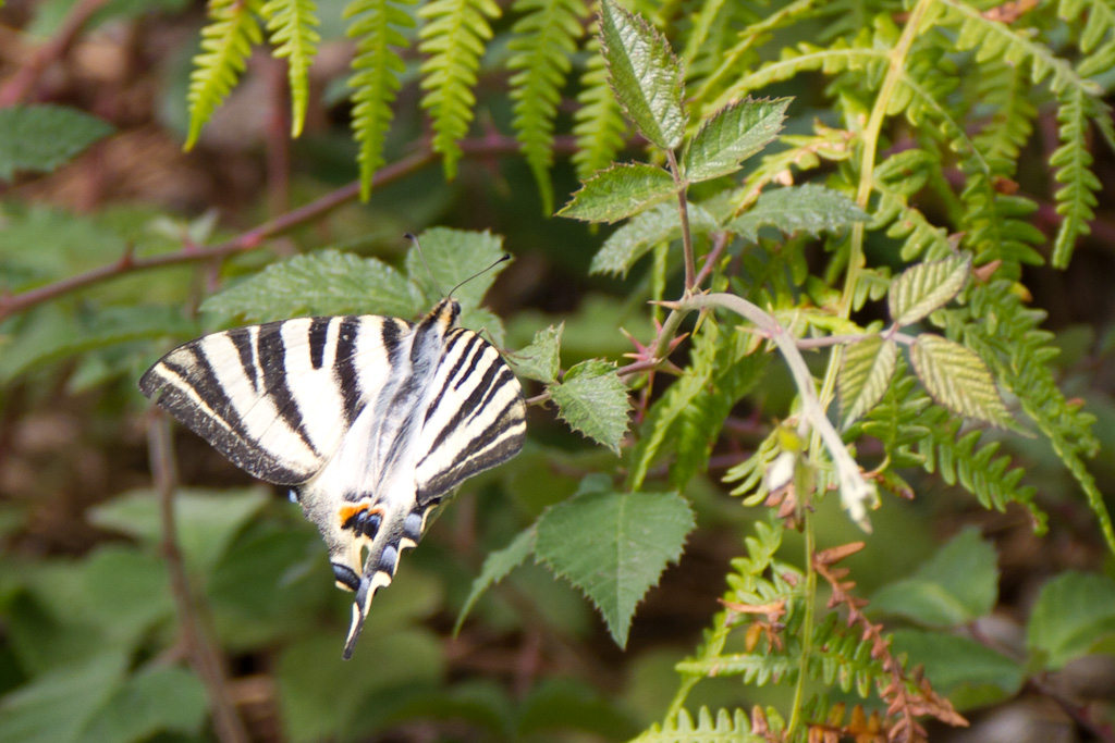 Mariposa chupaleche · Monte Castrove