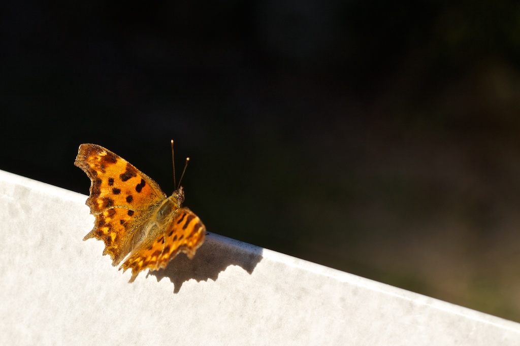 El día de las mariposas