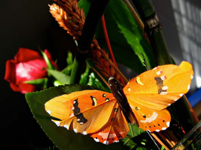 Una flor y una mariposa
