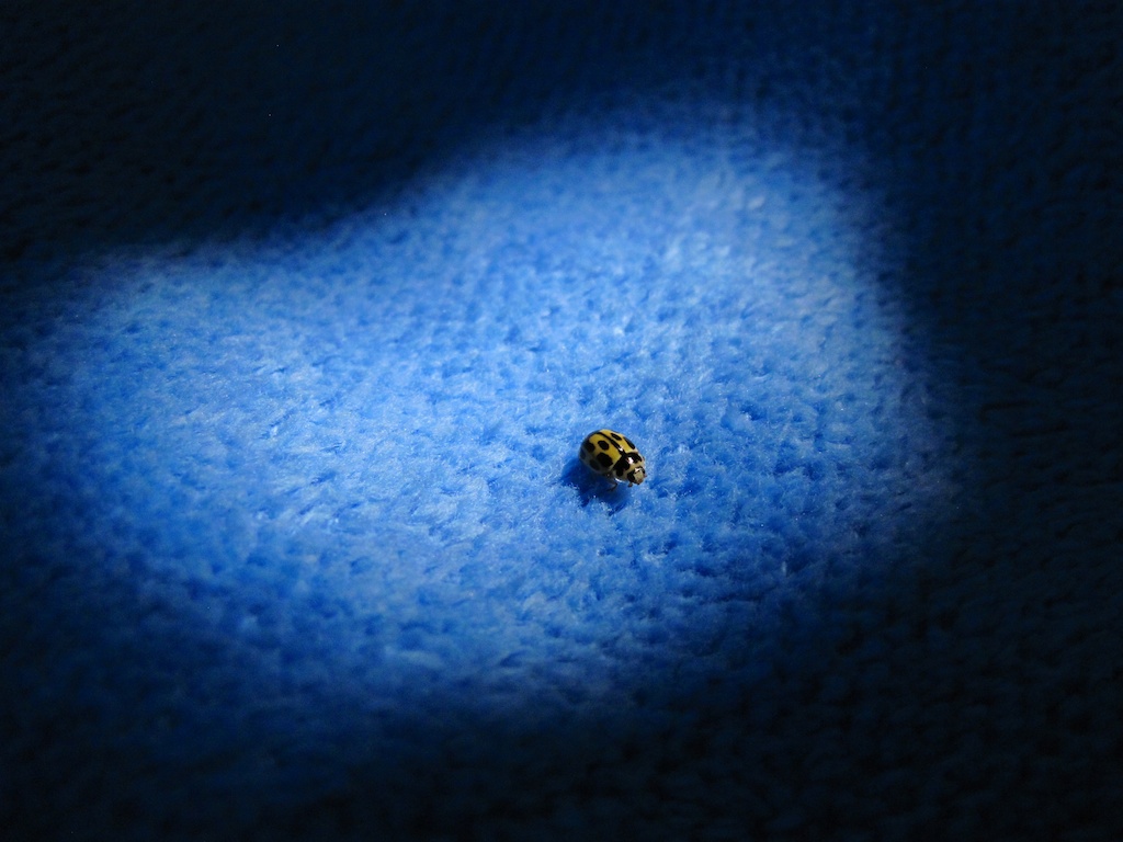 Consejo fotográfico 38: Identifica el centro de atención