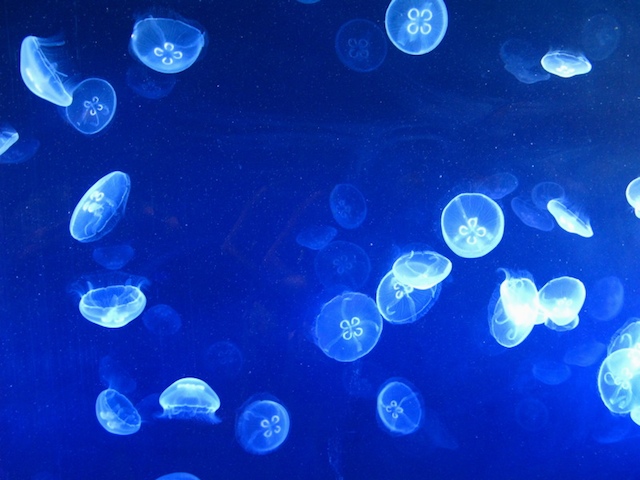 Medusas