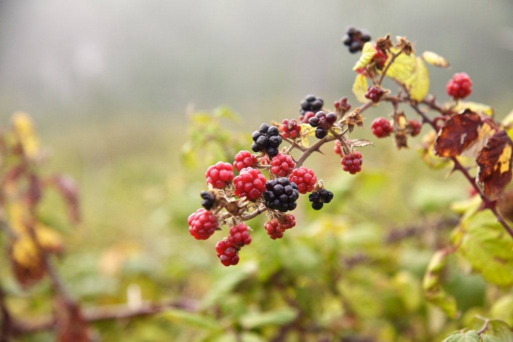 moras silvestres moras silvestres