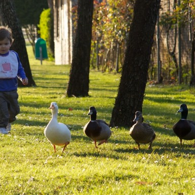 nicolas persigue patos 1