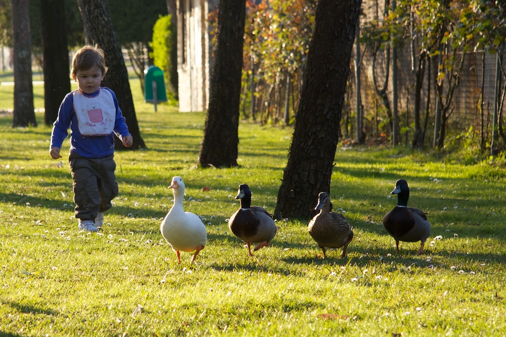 El día de los patos
