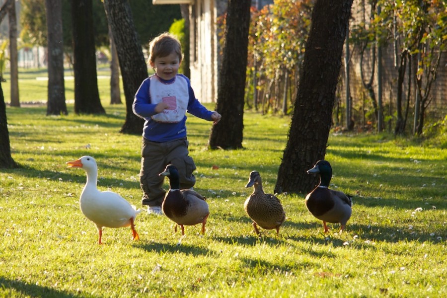 nicolas persigue patos 2