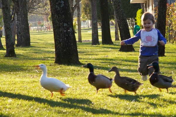 nicolas persigue patos 3