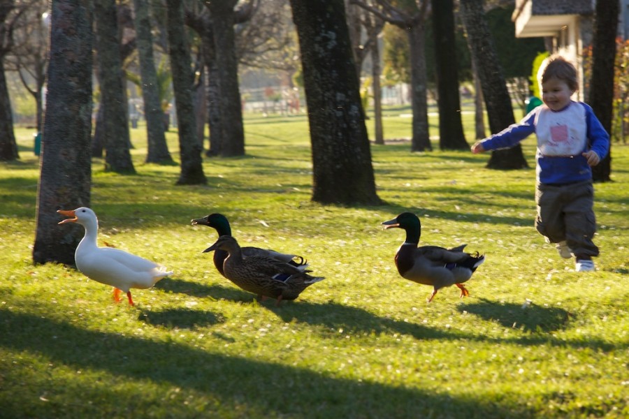 nicolas persigue patos 4