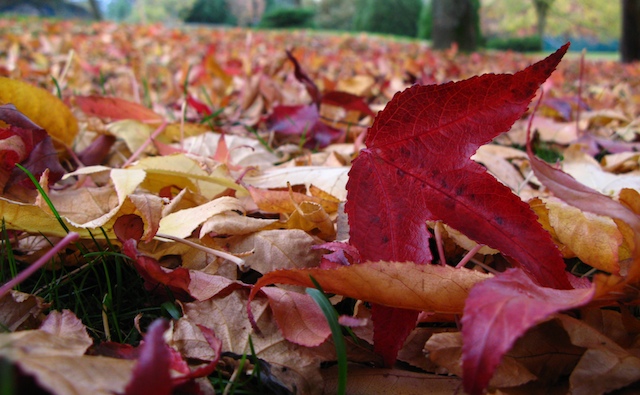 Otoño (a Bouza Coia)