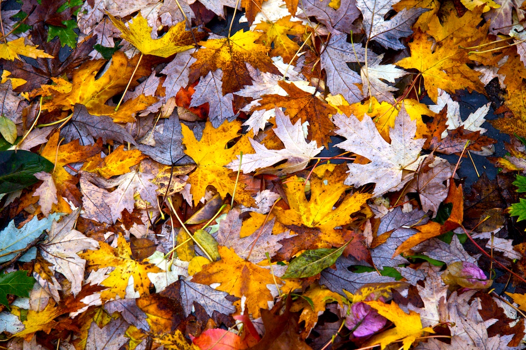Otoño en A Bouza I · Tierra