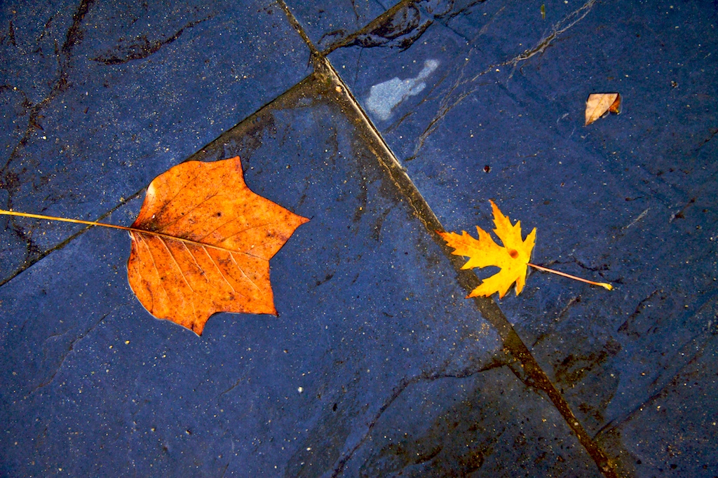 Otoño en A Bouza IV · Piedra