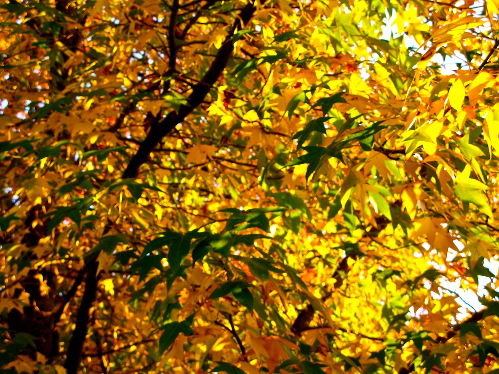 Otoño en A Bouza III · Aire