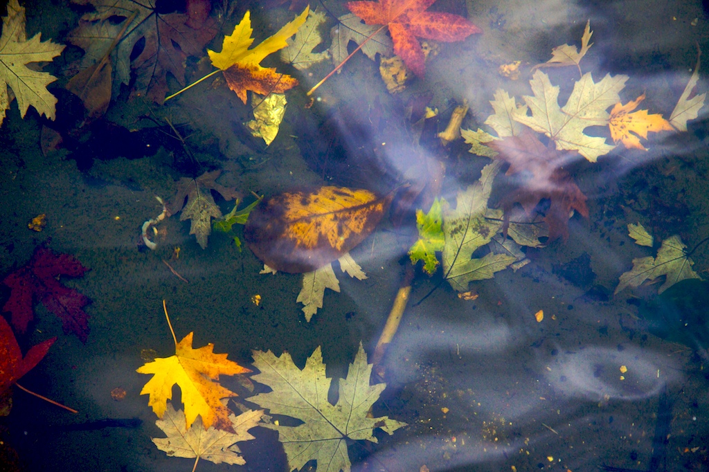 Otoño en A Bouza II · Agua